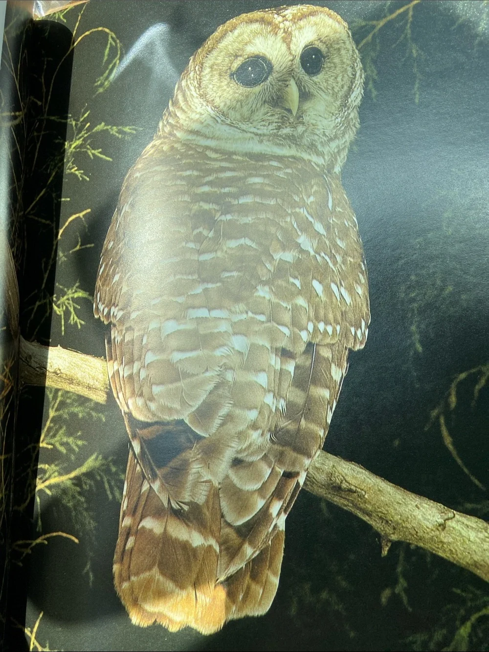 Bird birds Audubon Living World of Audubon art photography book Nature wildlife